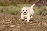 LABRADOR 694